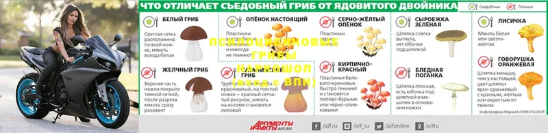 shop наркотические препараты  закладки  Анадырь  Галлюциногенные грибы мицелий 